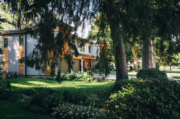 a suburban house is hidden behind the foliage of a group of pine trees